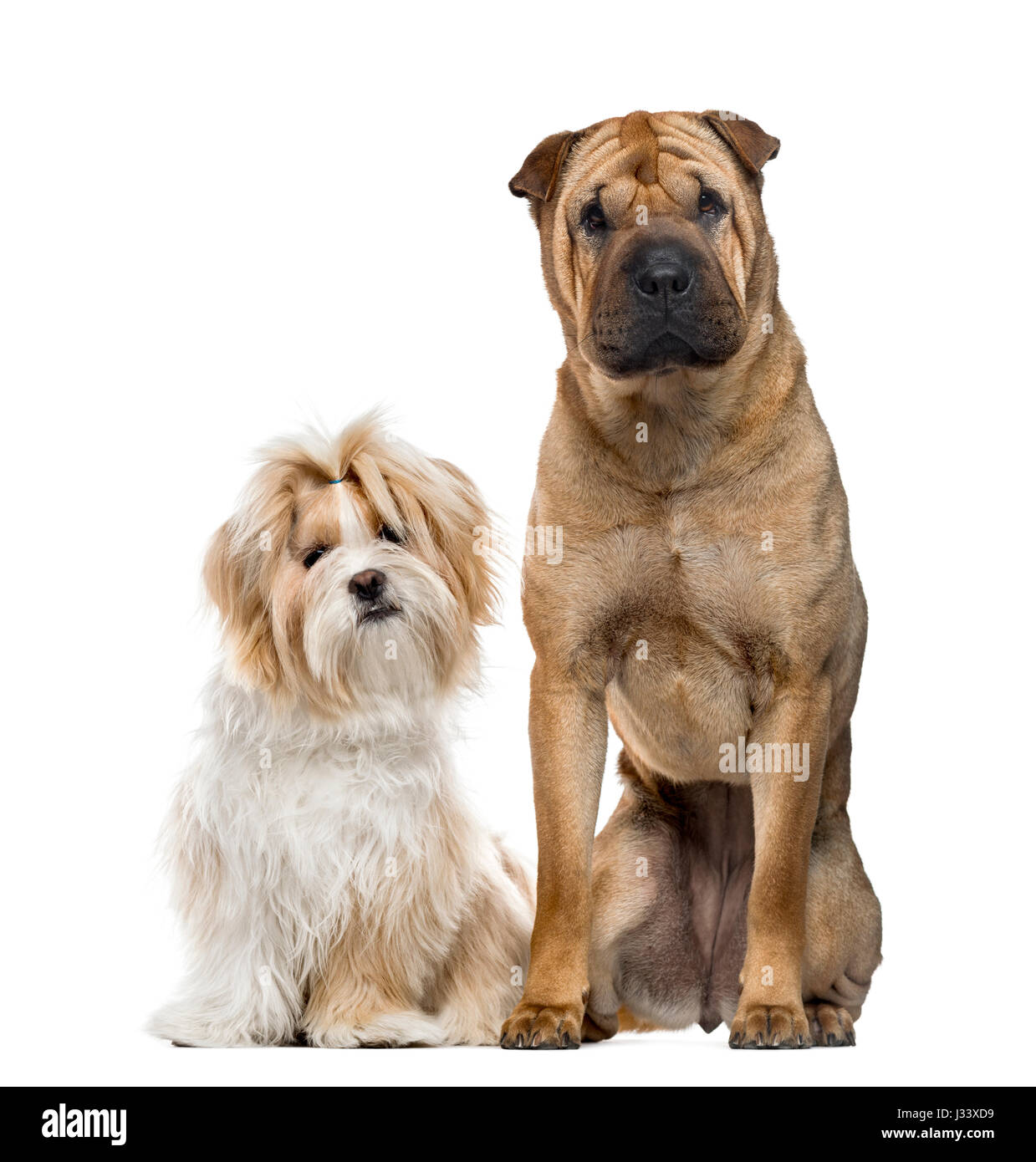 Shih Tzu Shar Pei 2025