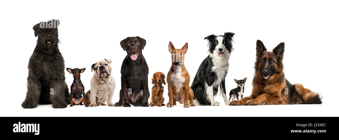 Group of dogs facing camera, isolated on white Stock Photo - Alamy