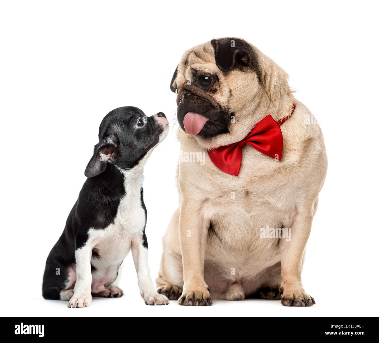 Pug with bow tie looking at a chihuahua, isolated on white Stock Photo