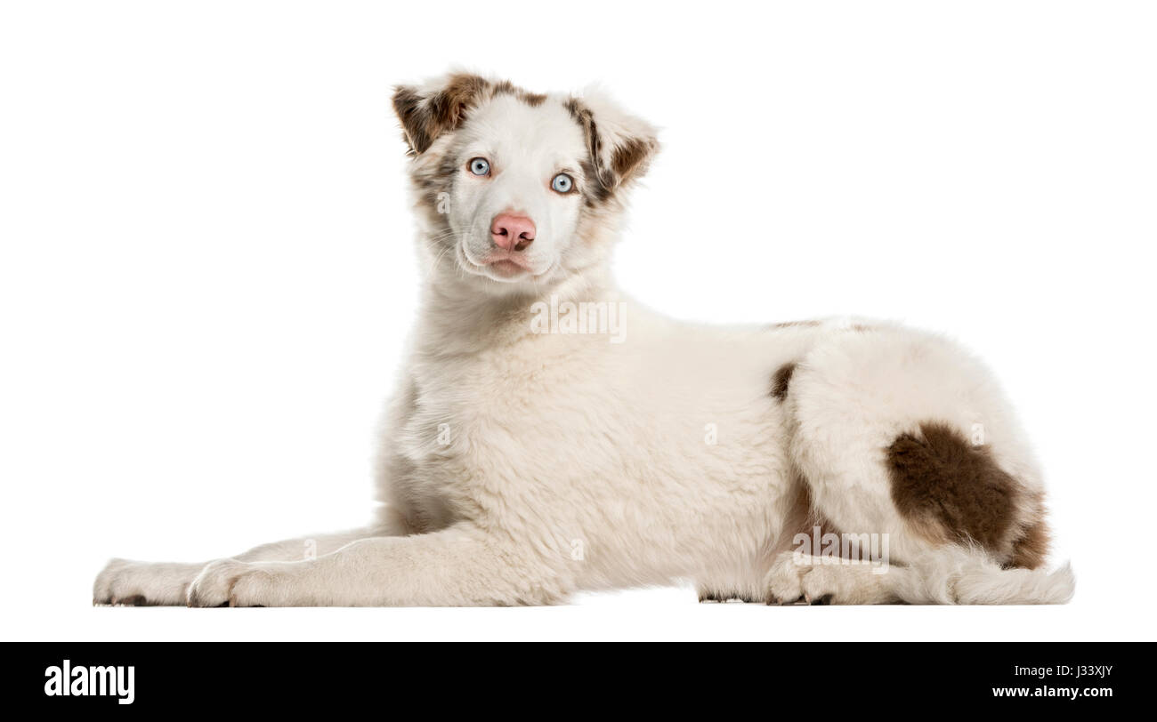 Border Collie puppy lying, 4 months old, isolated on white Stock Photo ...