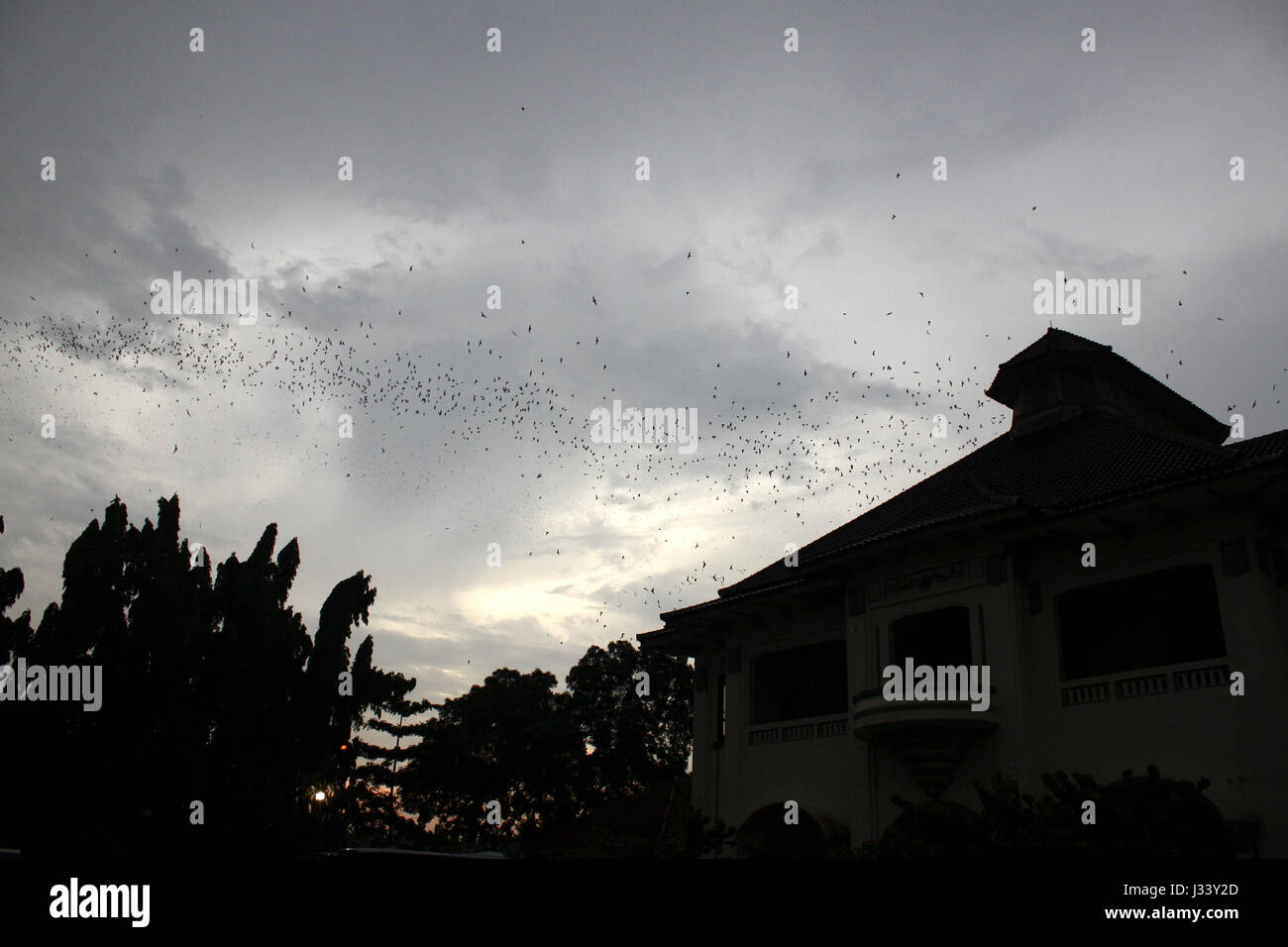 Millions of bats fly out of their nests at dusk, in the attic of Gedung ...