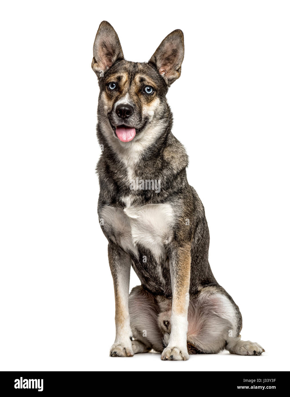Mixed breed dog sitting and panting, isolated on white Stock Photo - Alamy