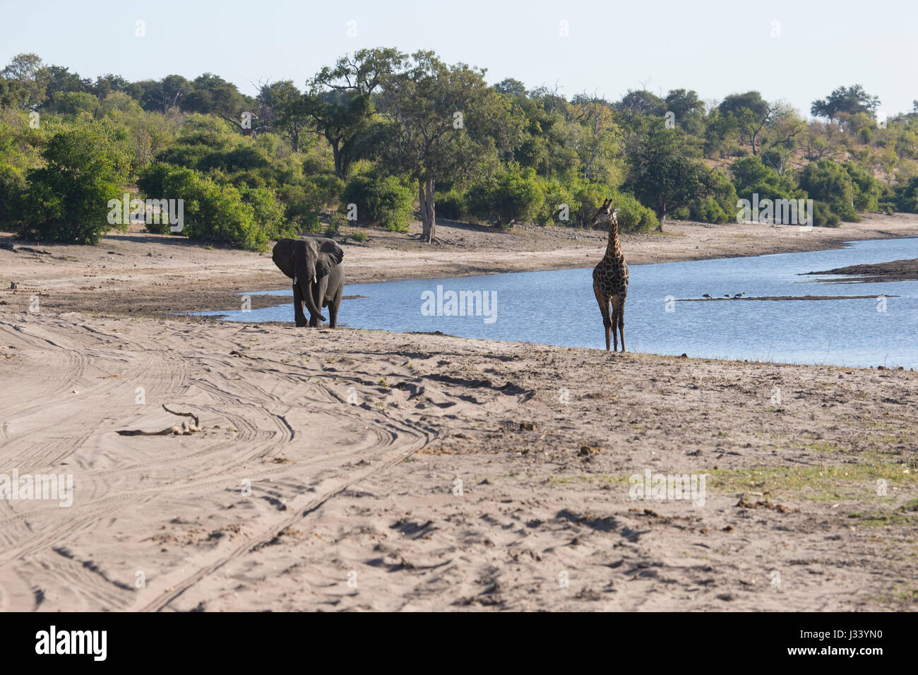 Elephant and Giraffe on the banks of the River Chobe Stock Photo