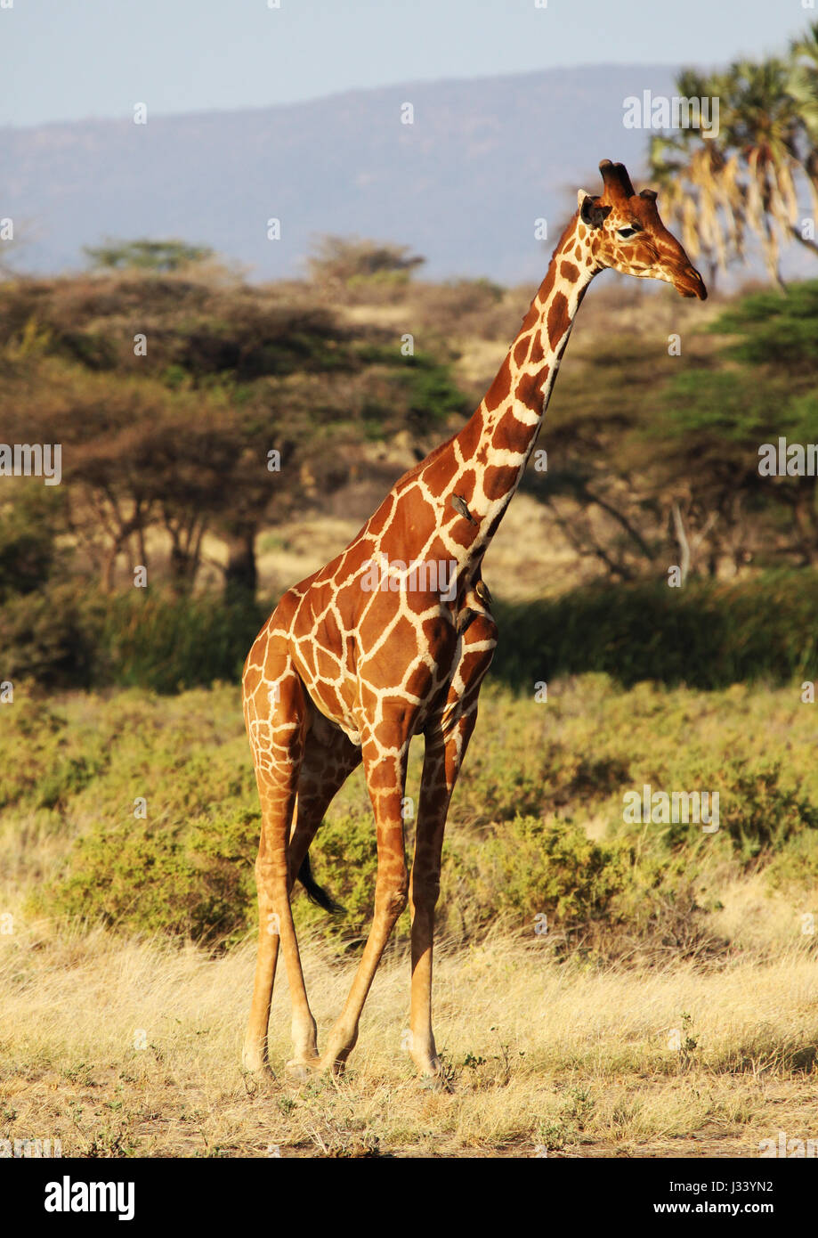 Reticulated giraffe walking Stock Photo