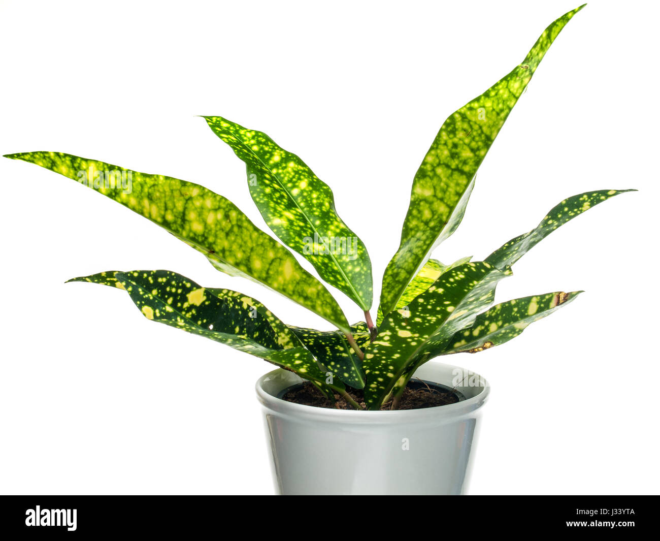 The aglaonema is a popular houseplant in the USA and is relatively easy to grow though it will not tolerate full sun. Stock Photo