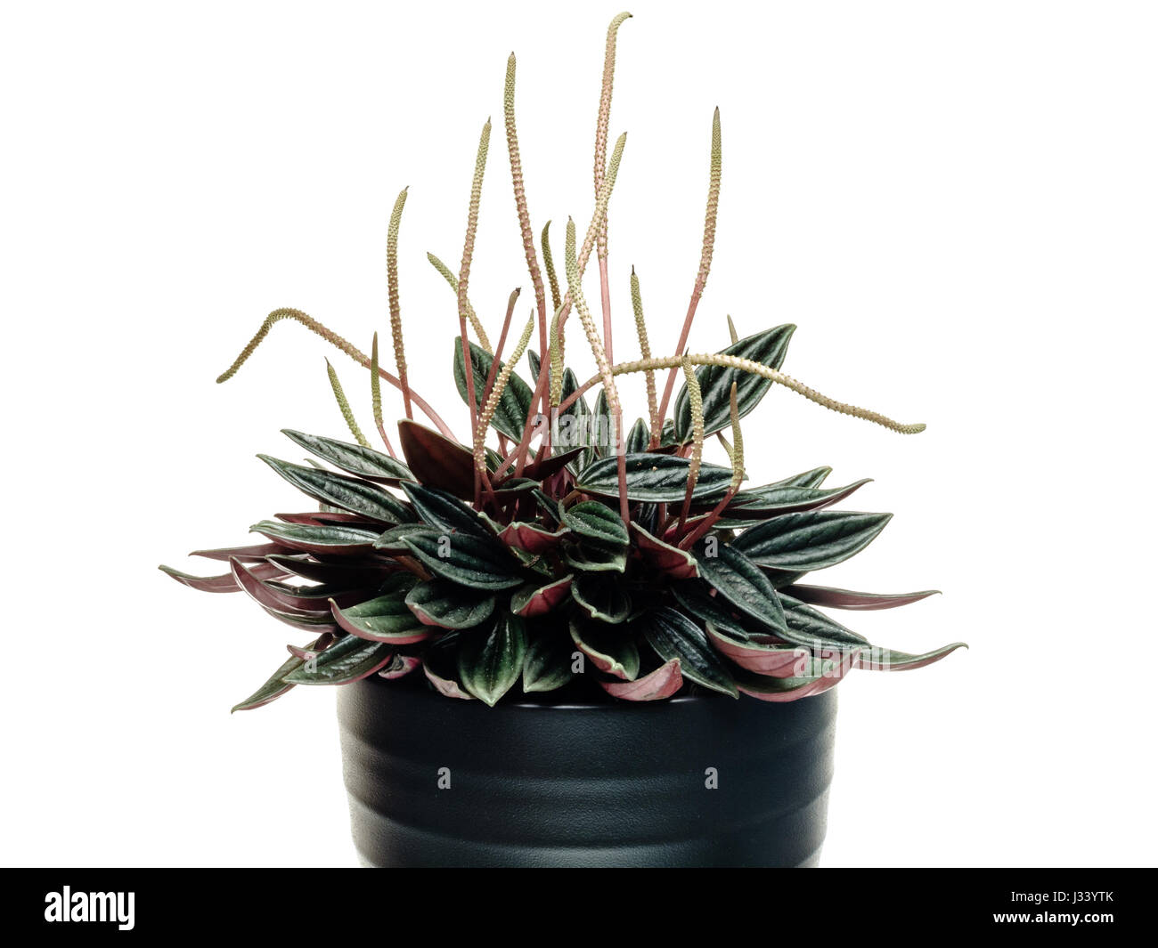 The Peperomia caperata is a semi-succulent plant with a rosette of dark grooved leaves and tall unusual flowers known as 'rats tails'. Stock Photo