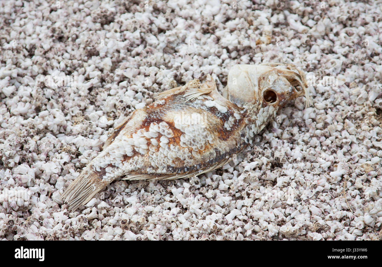 Dead fish on a bed of dried fish bones Stock Photo Alamy
