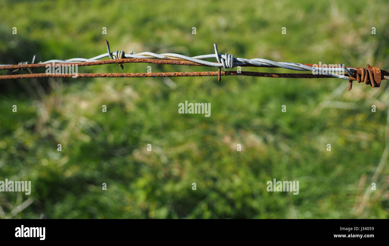 a close up detail new and old rusty barbed wired with grass background Stock Photo