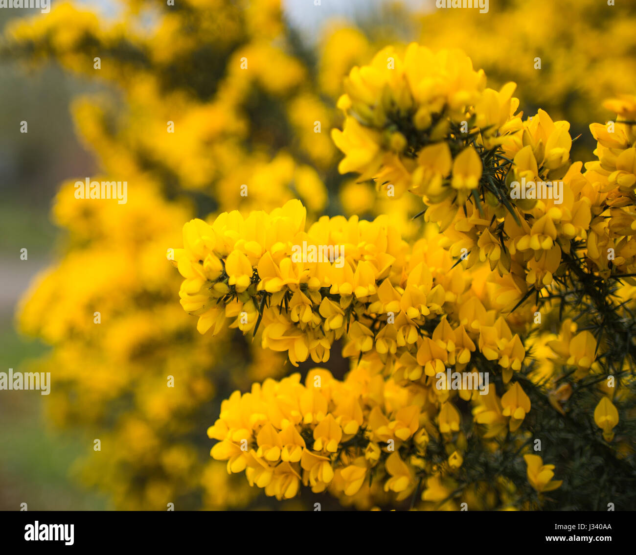 Blossoming gorse Stock Photo