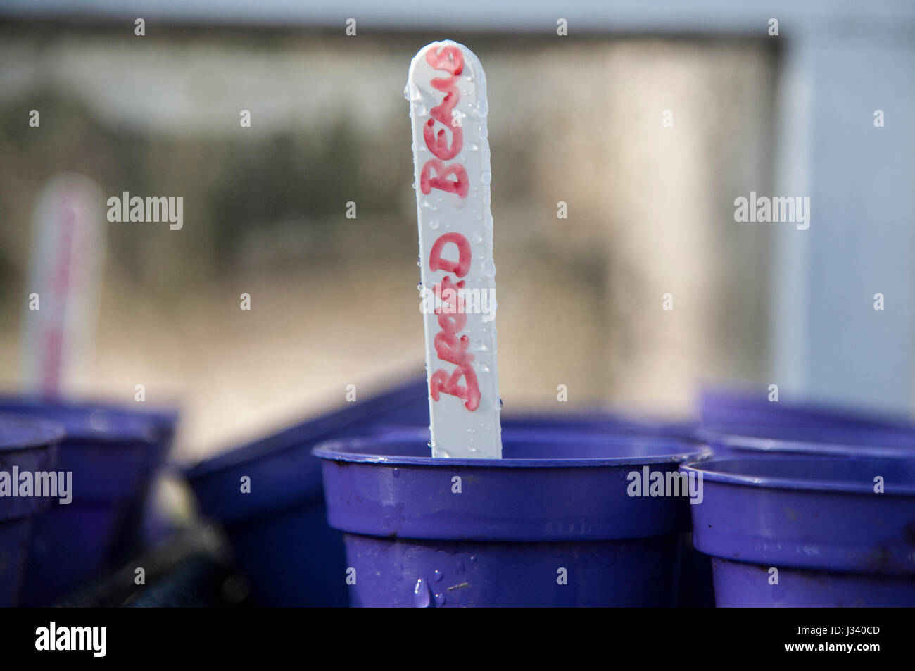 Tipping compost in to a hole ready for planting flower bulbs, Chipping