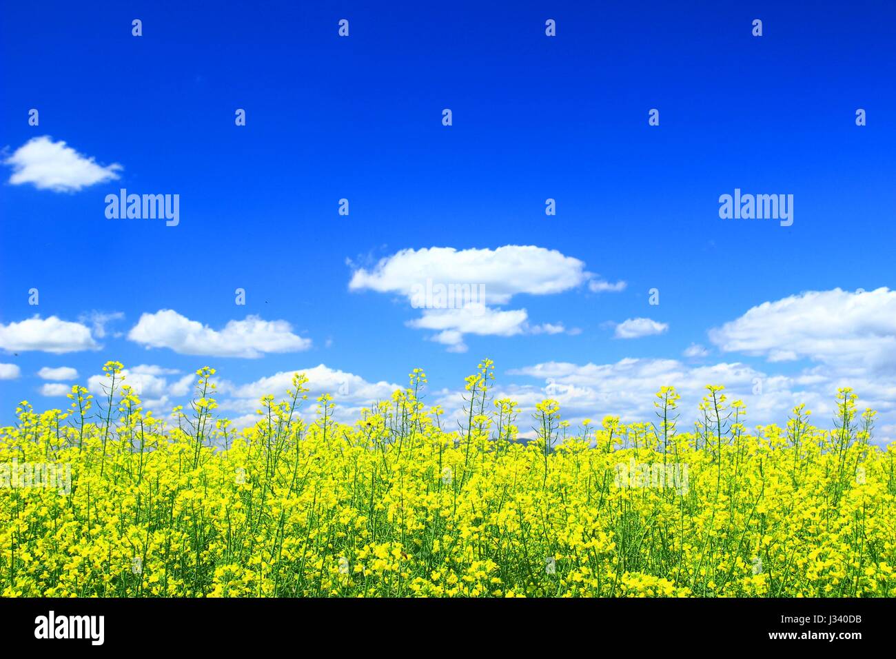Landscape flowers hi-res stock photography and images - Alamy