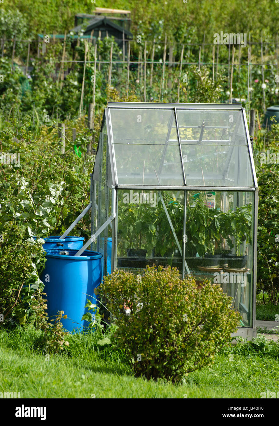 Greenhouse on an allotments at Settle, North Yorkshire. Collecting rain water for watering garden.UK Stock Photo