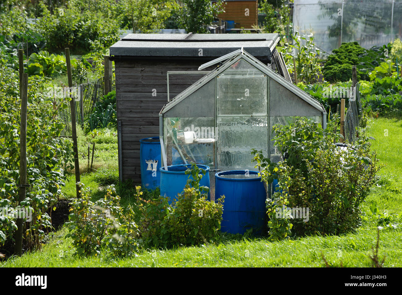 Greenhouse on an allotments at Settle, North Yorkshire. Collecting rain water for watering garden. Stock Photo