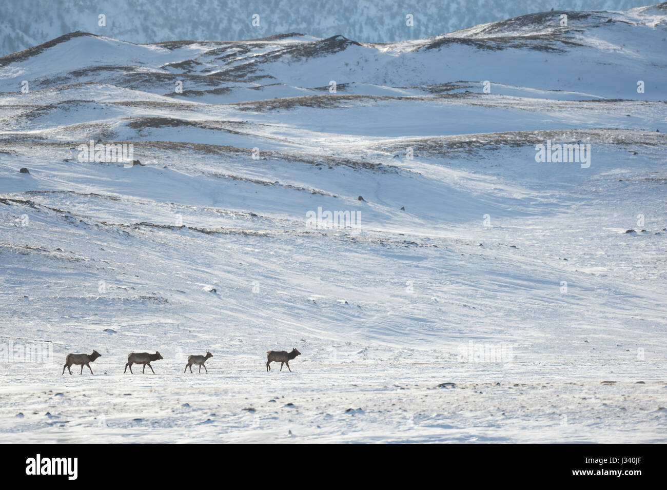 Elks / Wapitis ( Cervus canadensis ) in winter, three cows with a calf, walking, migrating through snow covered countryside, Yellowstone NP, WY, USA. Stock Photo