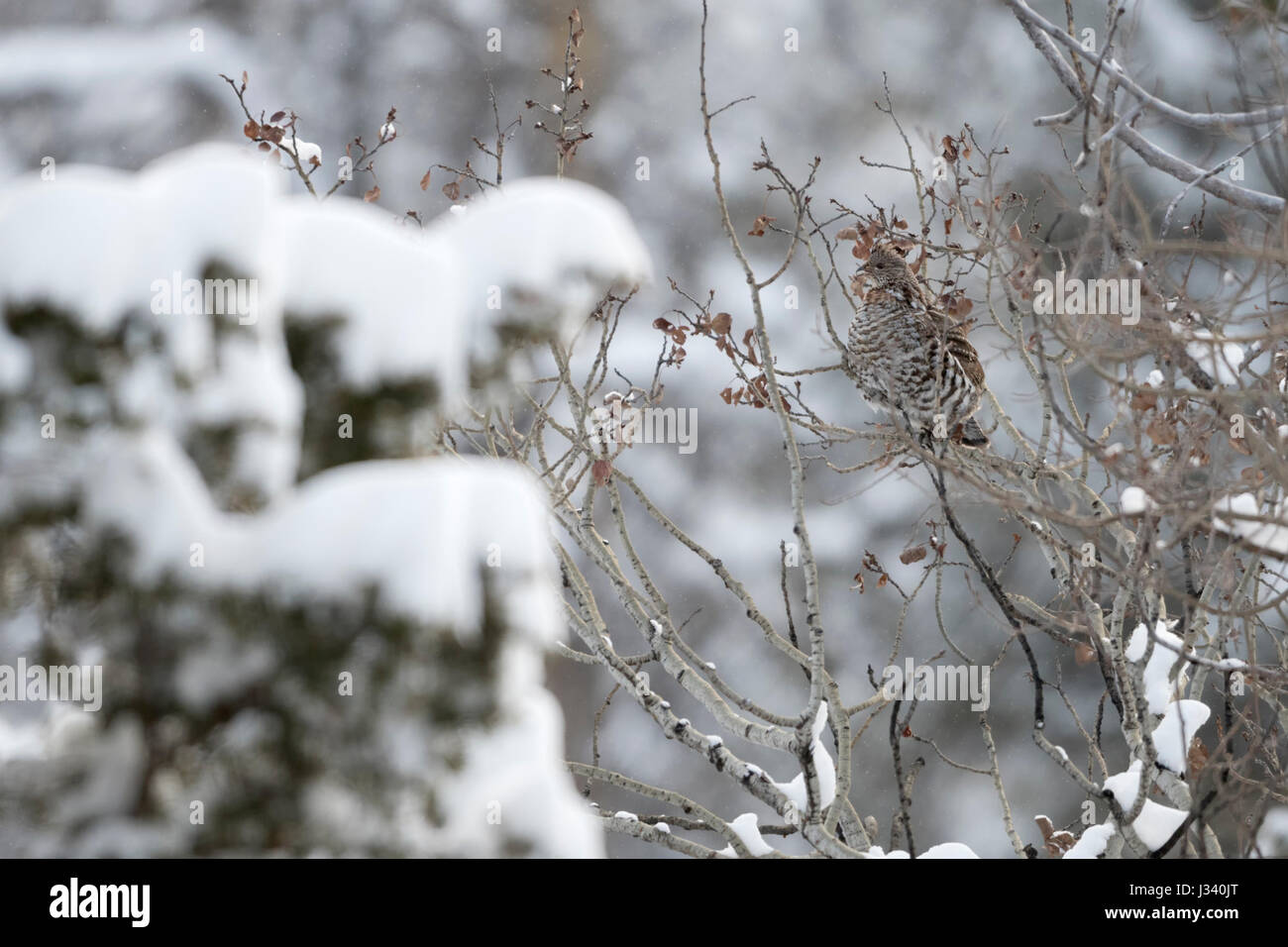 Ruffed grouse / Kragenhuhn ( Bonasa umbellus )in winter, hidden, sitting, perching in a snow covered cottonwood tree, perfect camouflage, Wyoming, USA Stock Photo