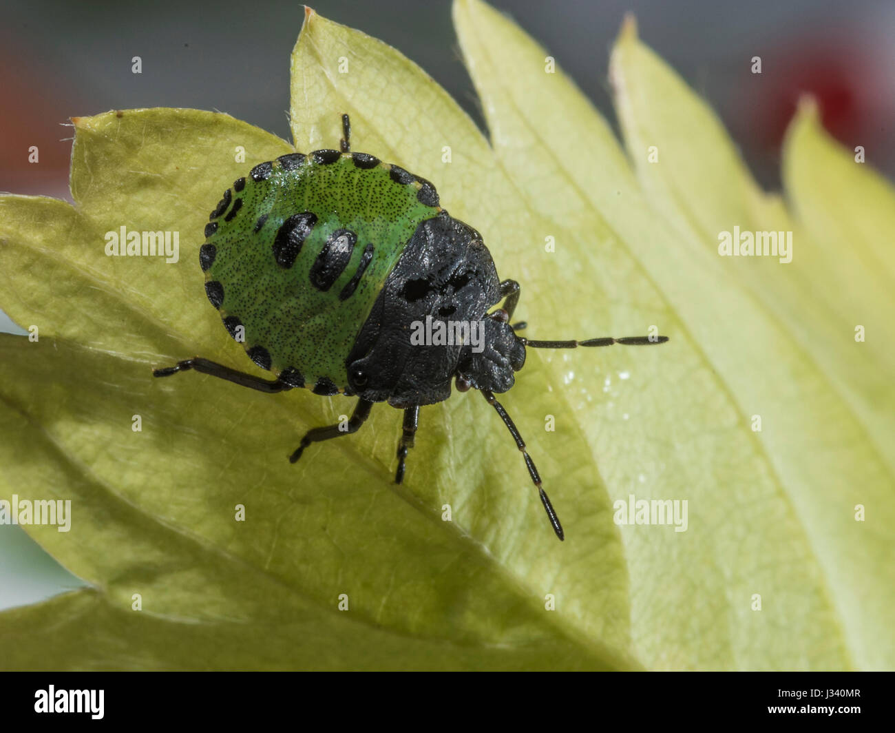 A young Green Shield Bug, Palomena prasina, Chipping, Lancashire. Stock Photo