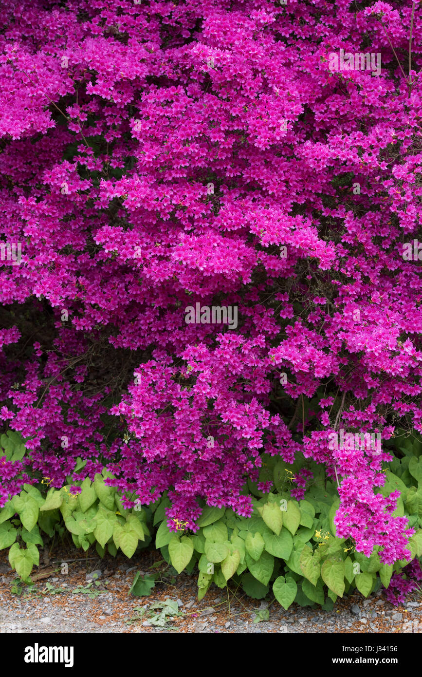 Scarica Gratis Images Azalea Rhododendron Obtusum Stock Photos Azalea Rhododendron dernière par