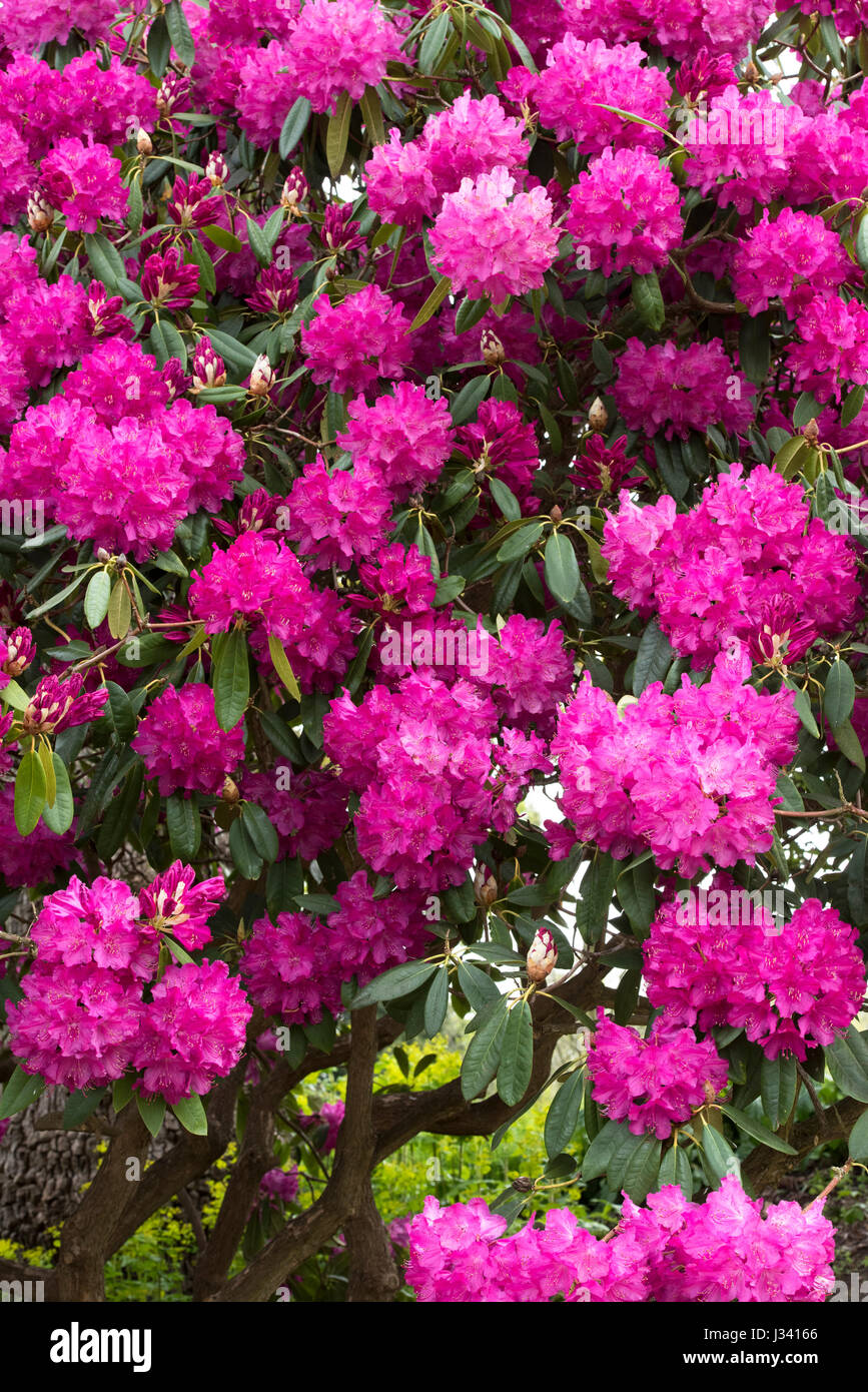 Images Azalea Gardens Stock Photos Azalea Gardens Stock Images Alamy actualisé salutations