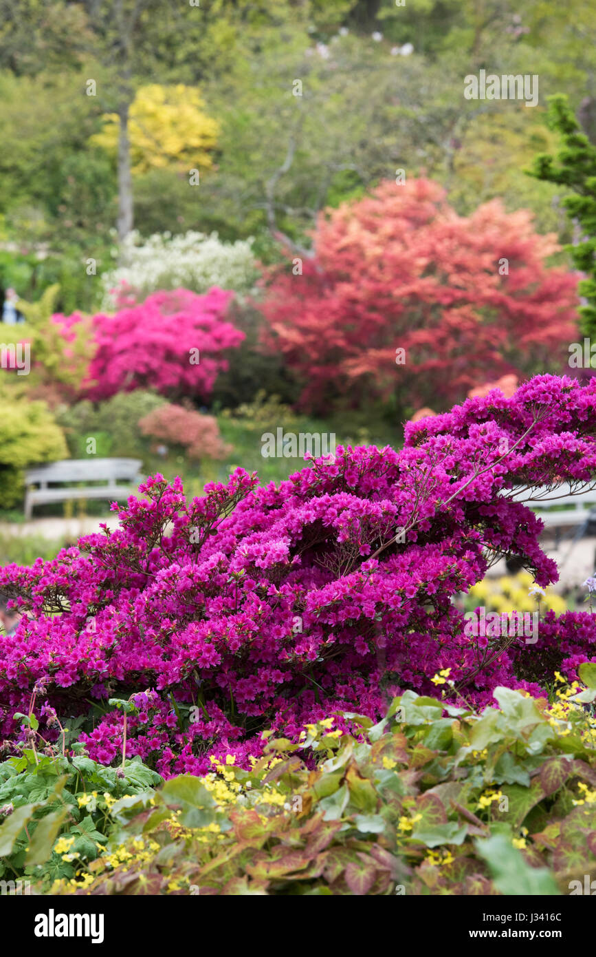 Azalea Rhs Rhododendron. Flowering Azalea at RHS Wisley Gardens, Surrey, England ...