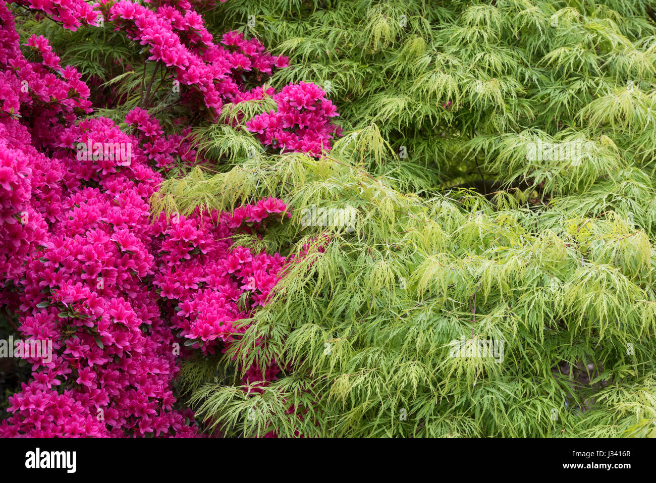 Azalea Rhs Rhododendron hinodegiri and Acer palmatum dissectum. Flowering Azalea ...