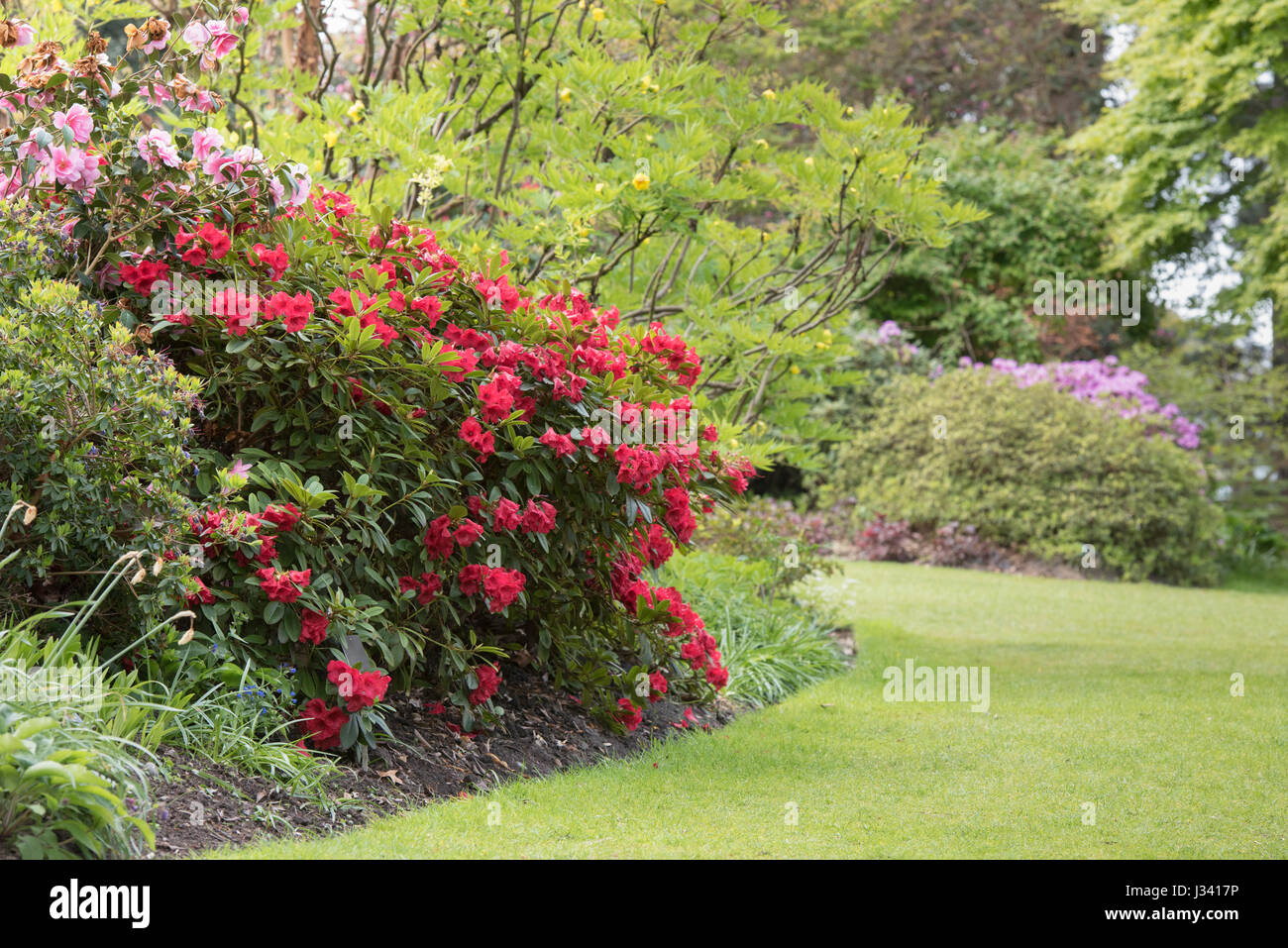 Rhododendron Elizabeth. Flowering Azalea at RHS Wisley Gardens, Surrey, England Stock Photo