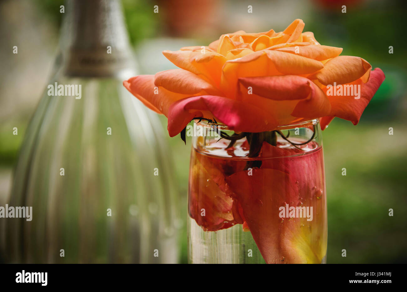 Sparkling with roses Stock Photo - Alamy