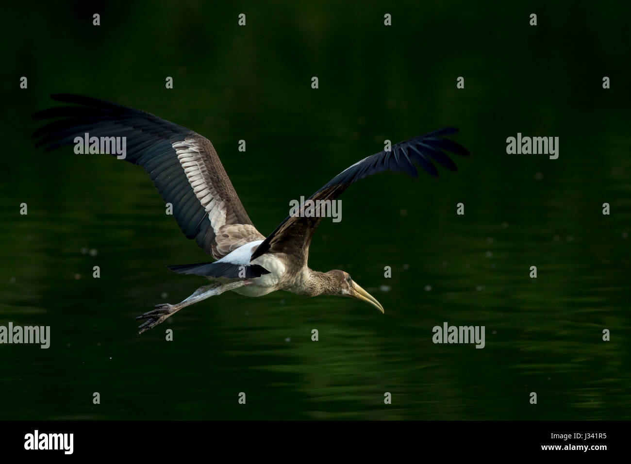 stop motion of a big bird (painted stork) while flying Stock Photo