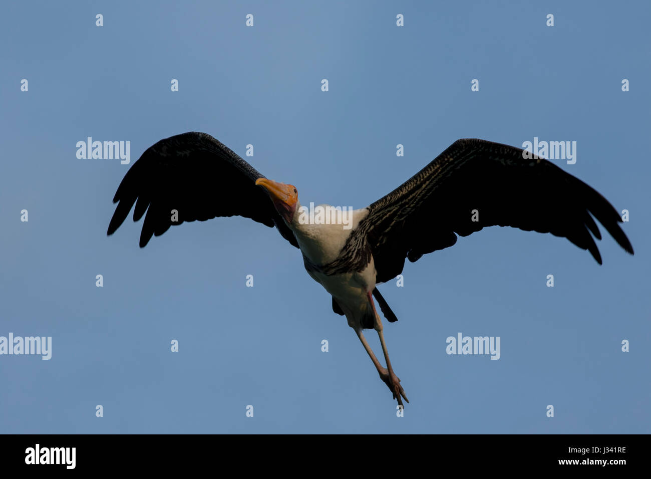 stop motion of a big bird (painted stork) while flying Stock Photo