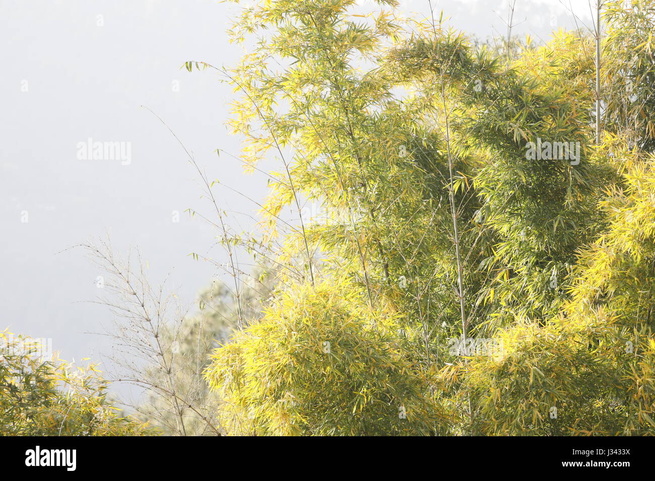 Bamboo grove, bamboo forest natural green background Stock Photo - Alamy