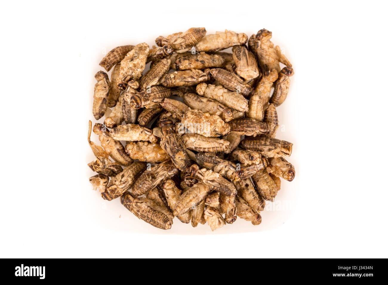 Fried crickets insects, food of future rich protein France Stock Photo