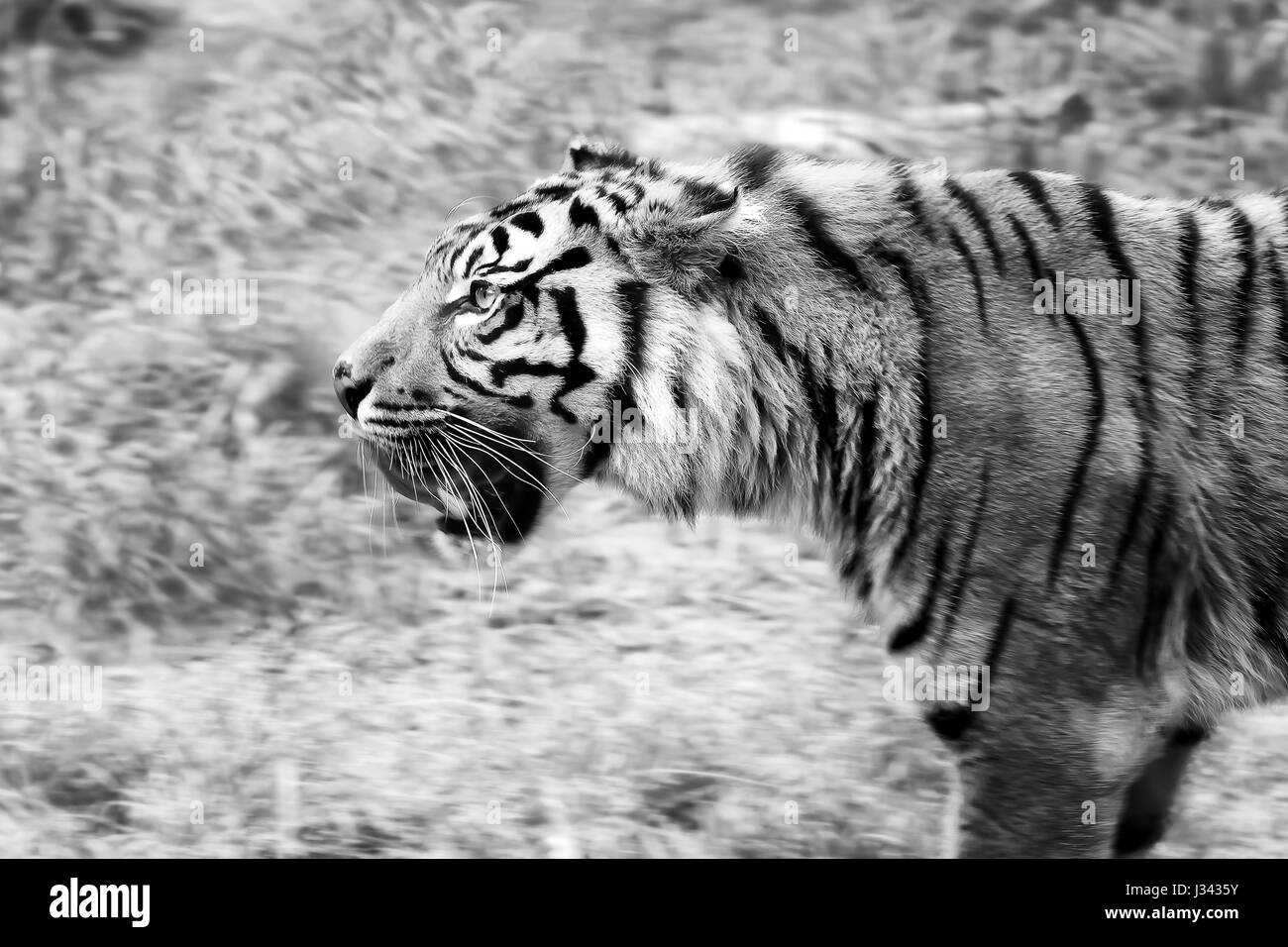 Young specimen of Sumatra Tiger, moving in the clearing. Stock Photo