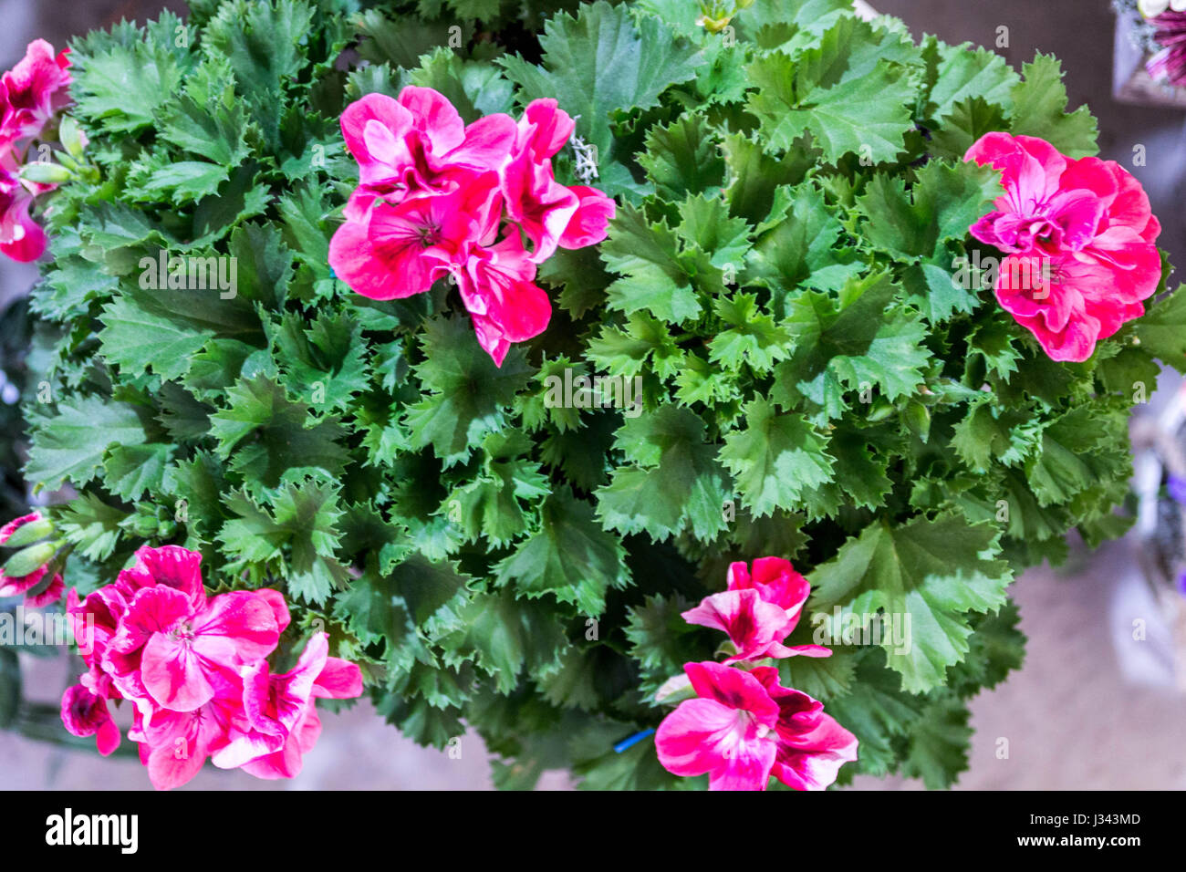 Geranium zonal americana violet Stock Photo Alamy