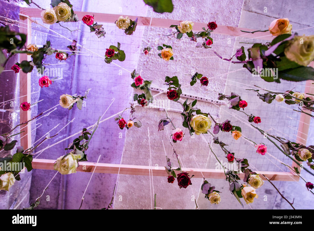 Branches falling petals hi-res stock photography and images - Alamy