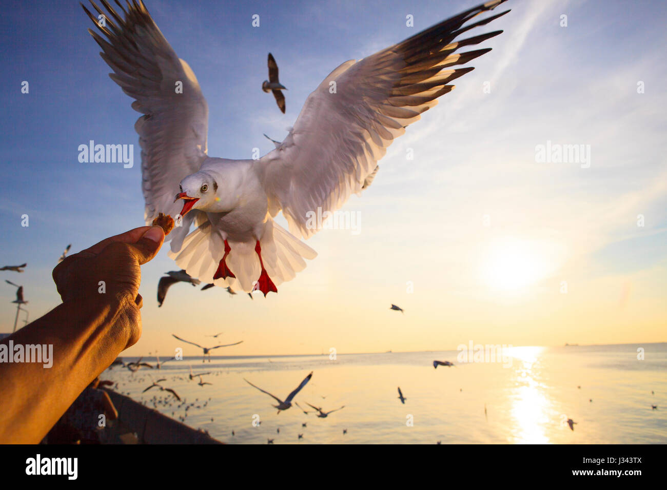 hand feeding to sea gull birds while flying hovering Stock Photo