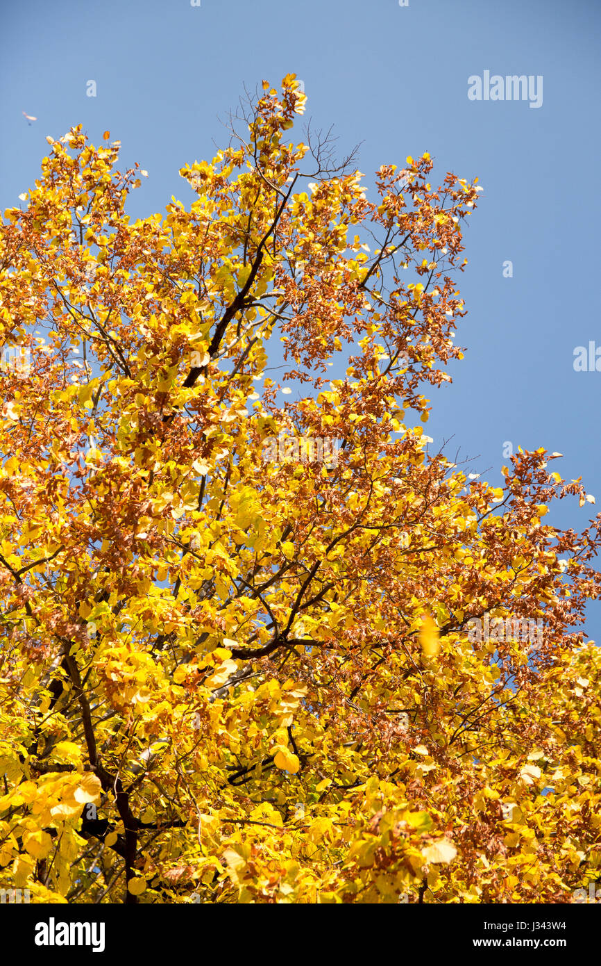 Brightly coloured yellow leaves on a tree with a blue sky background ...