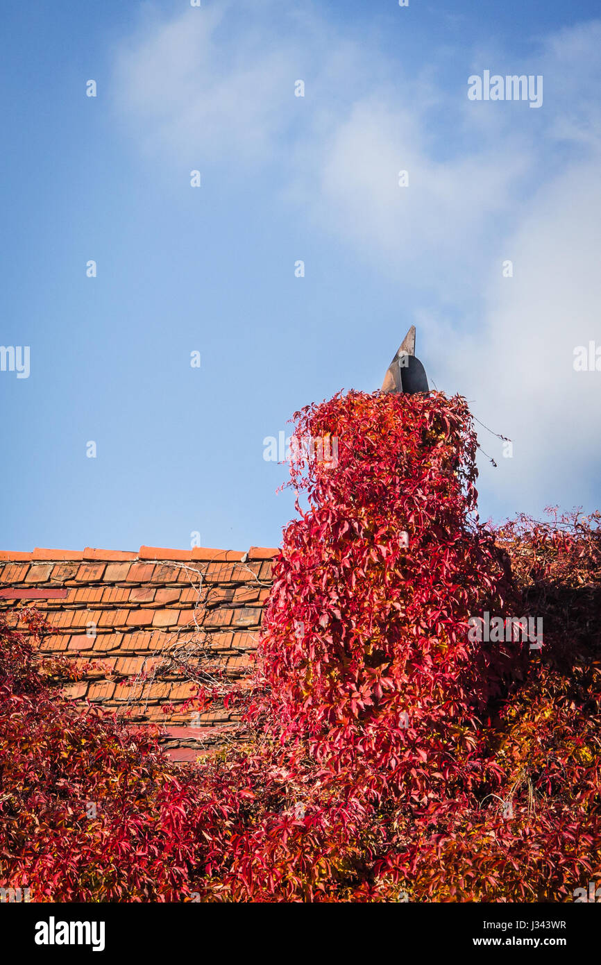 Tiled roof of a house and chimney almost completely covered with the ...