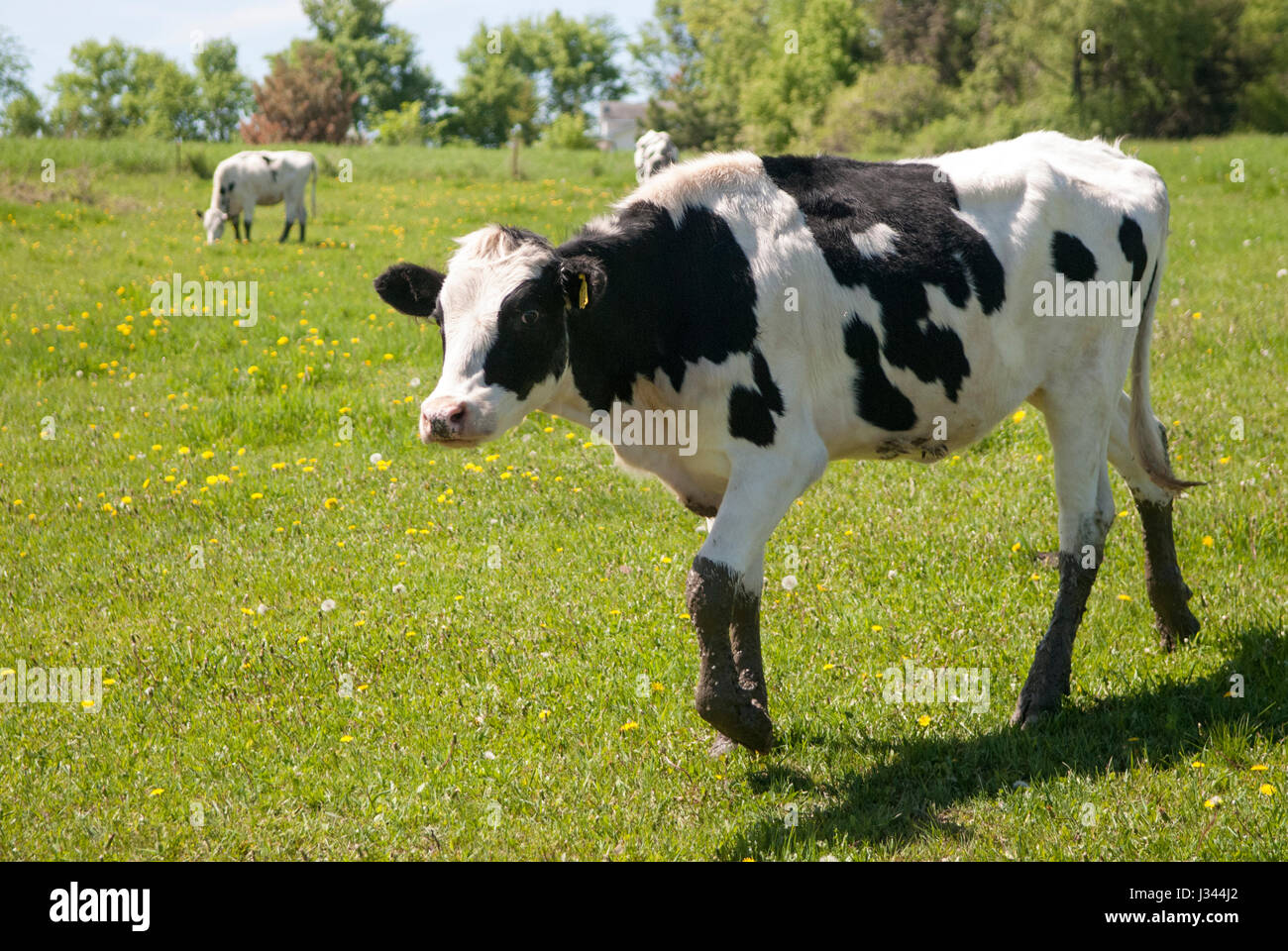 Spotted Cow High Resolution Stock Photography and Images Alamy