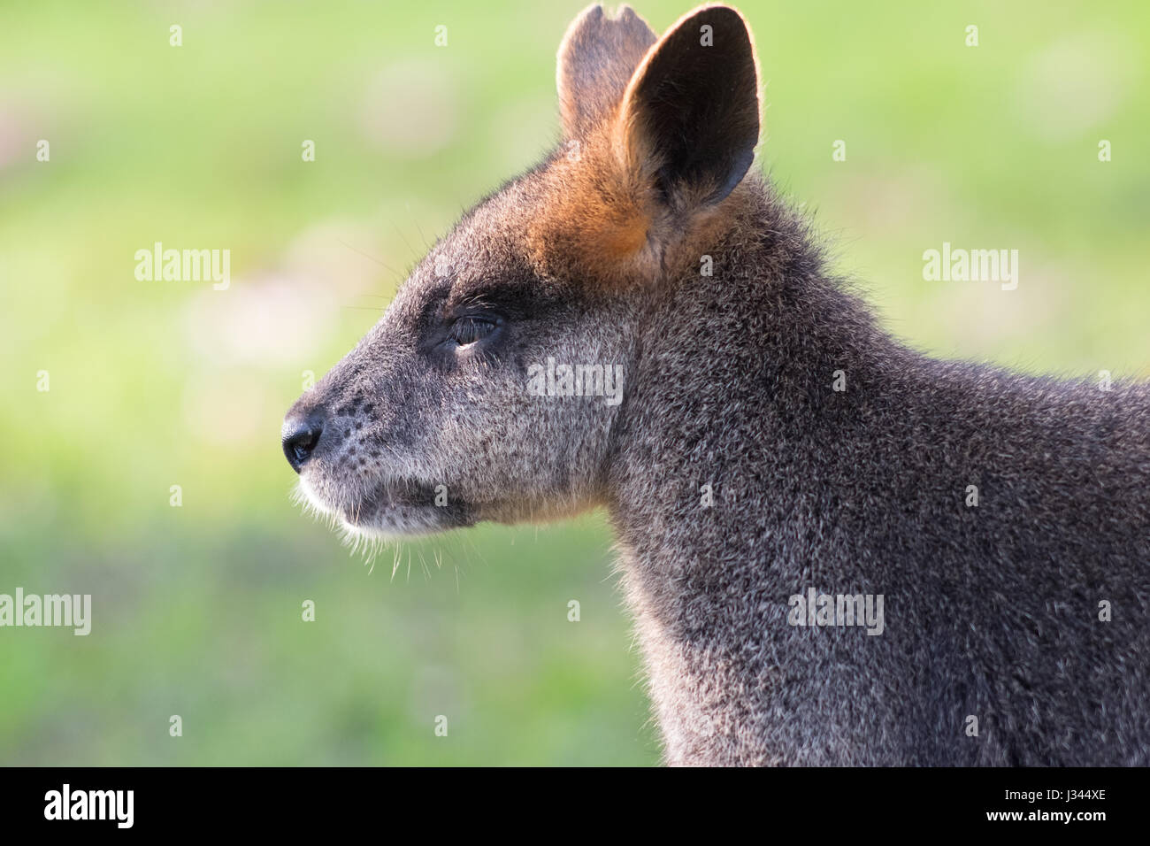 Black tail wallaby wallabia hi-res stock photography and images - Alamy