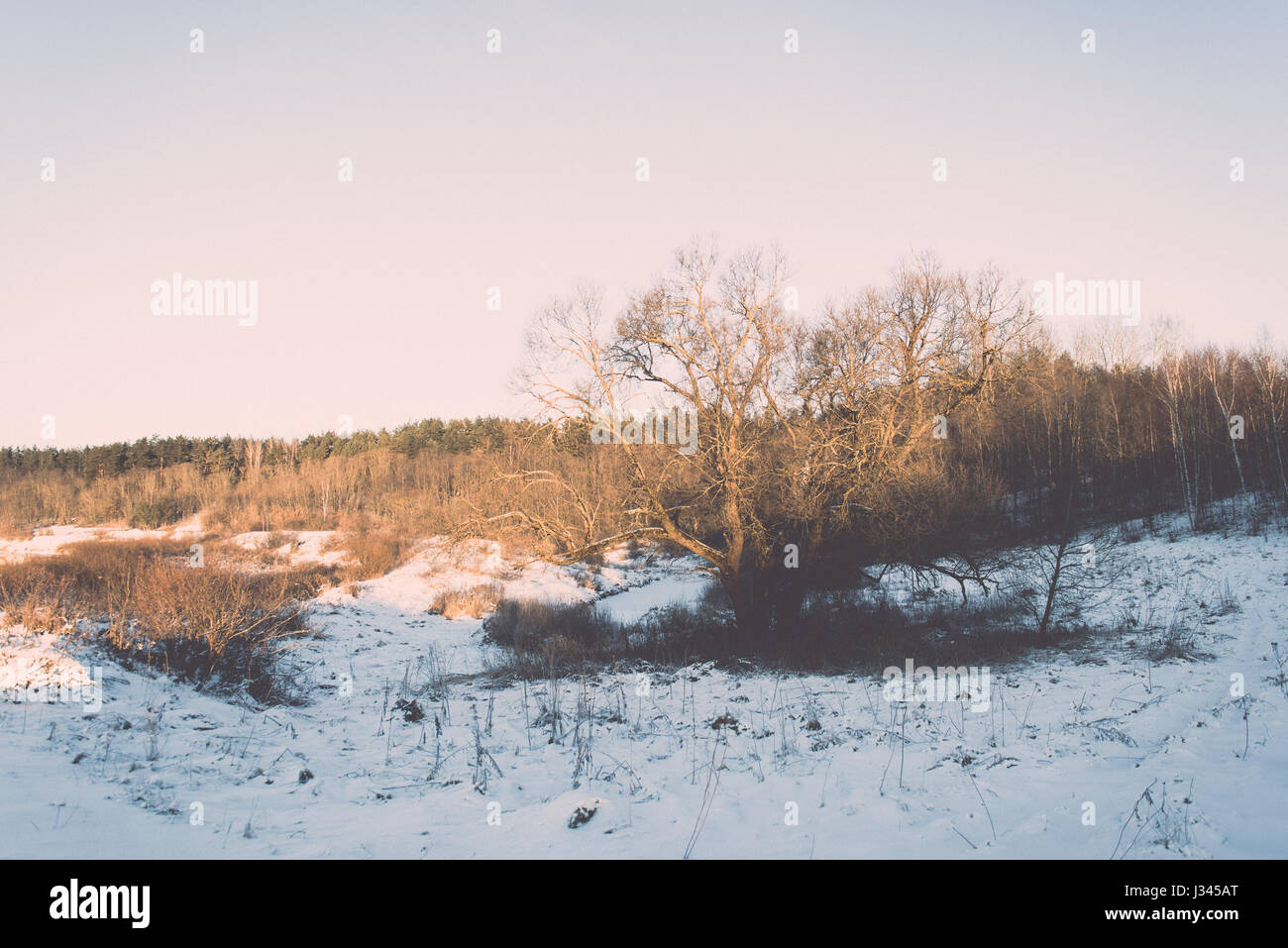 beautiful snowy winter landscape with trees and blue sky - retro ...