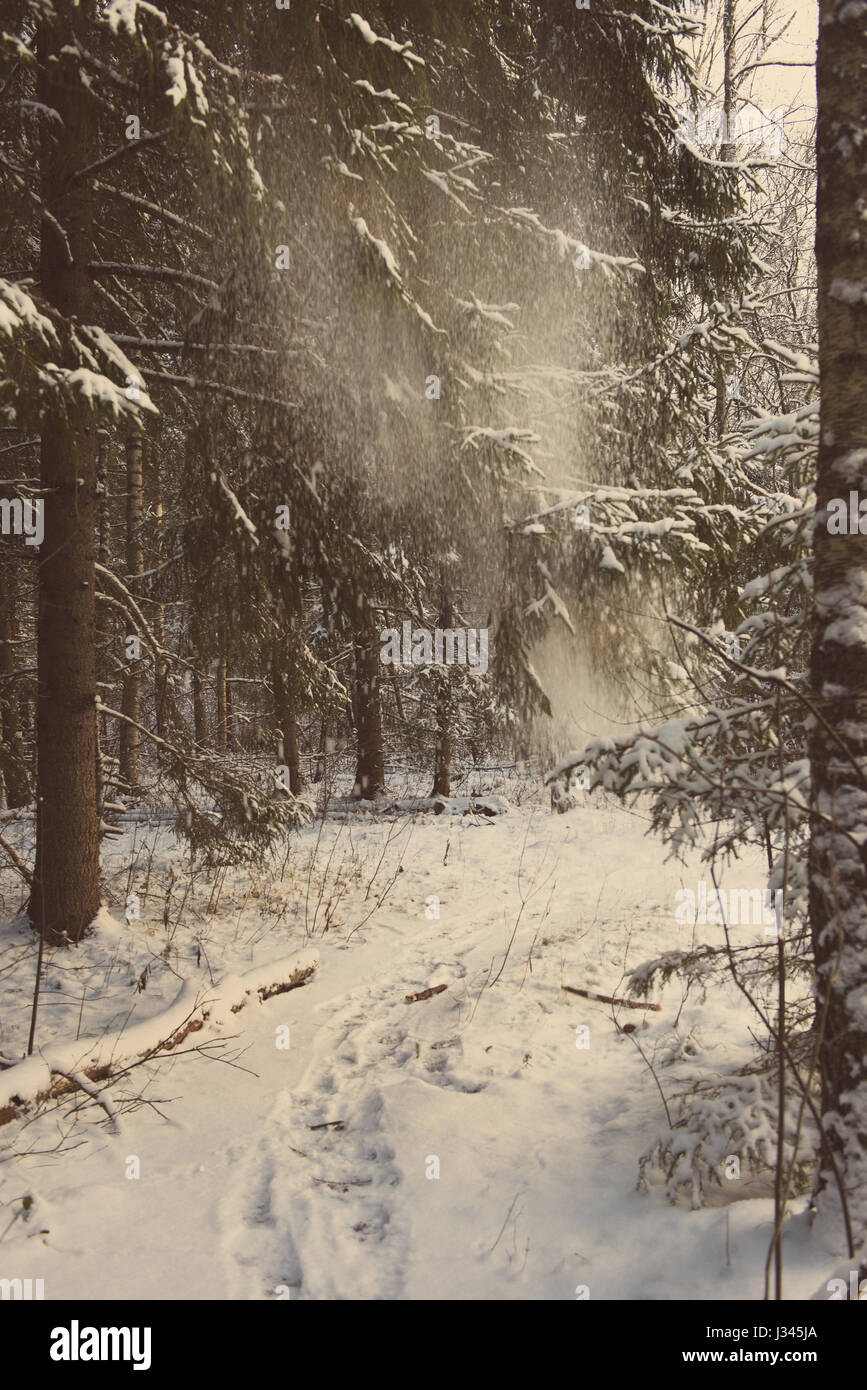 snow falling from trees in winter forest landscape - retro vintage ...