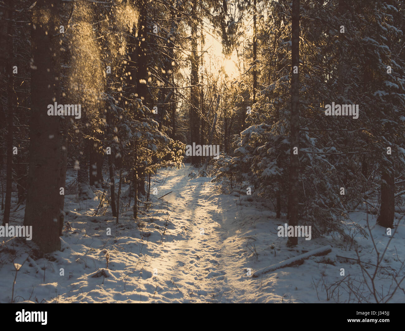 snow falling from trees in winter forest landscape - retro vintage ...