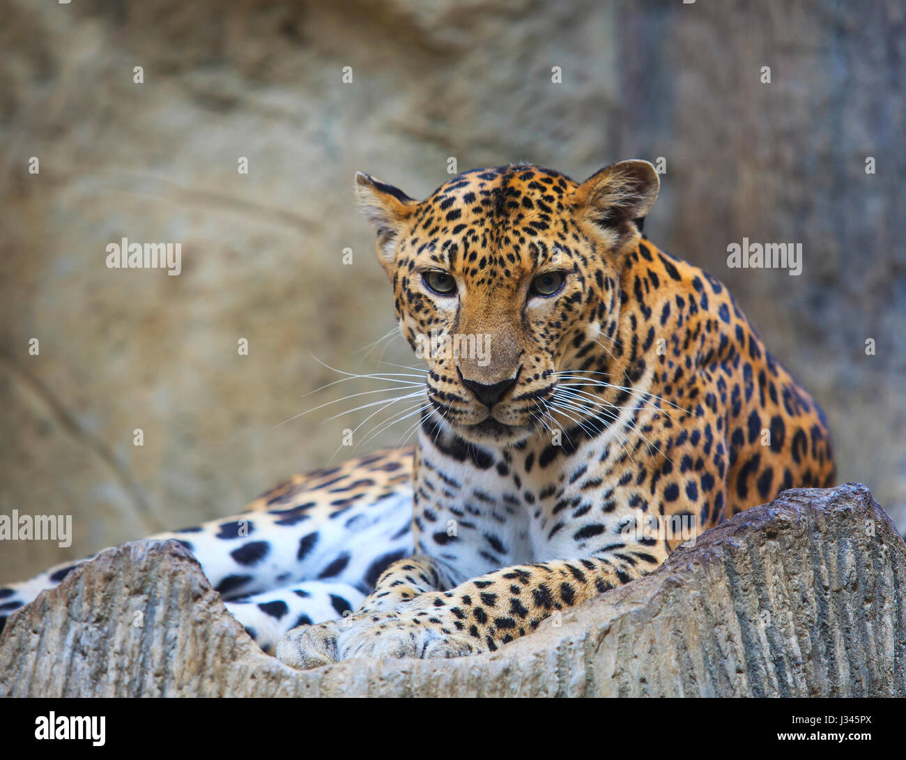 『 Leopard faces 』by Gayo 1812-111538716.jpg