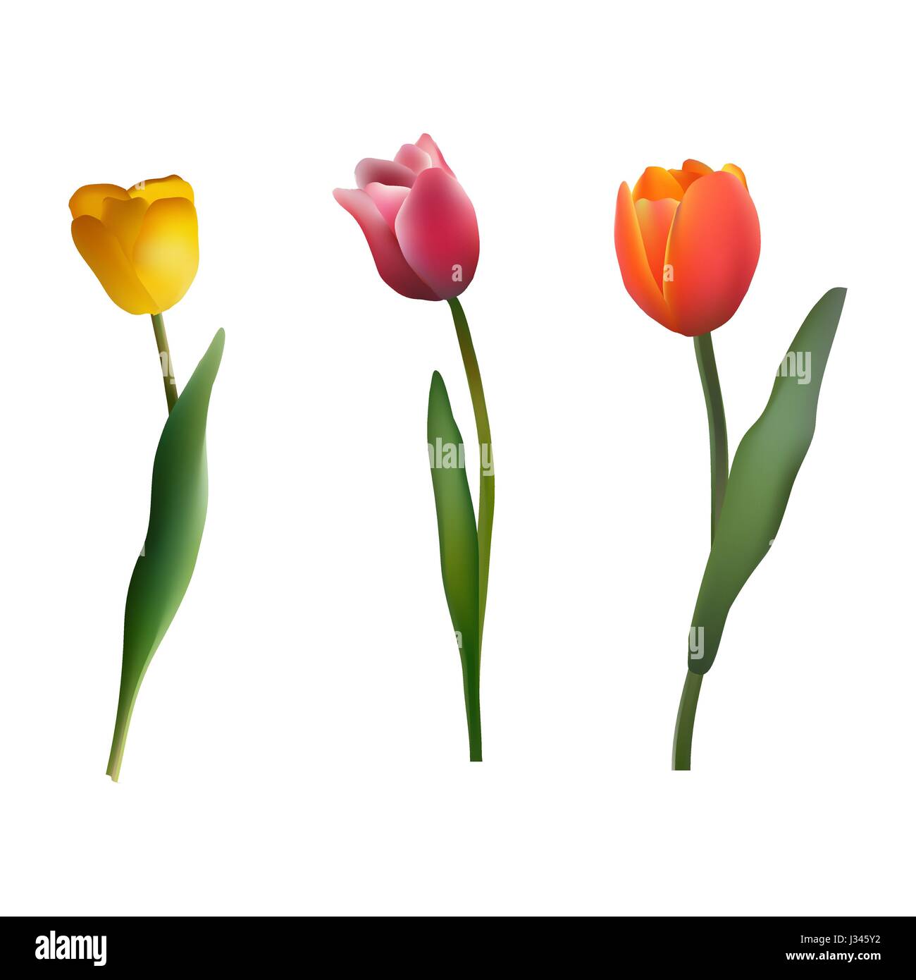 Set of multi-colored tulips on white isolated background Stock Vector