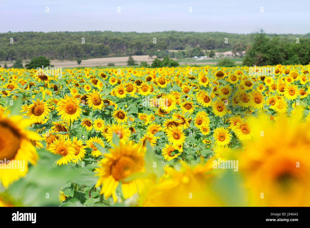 Field of sunflowers Stock Photo - Alamy