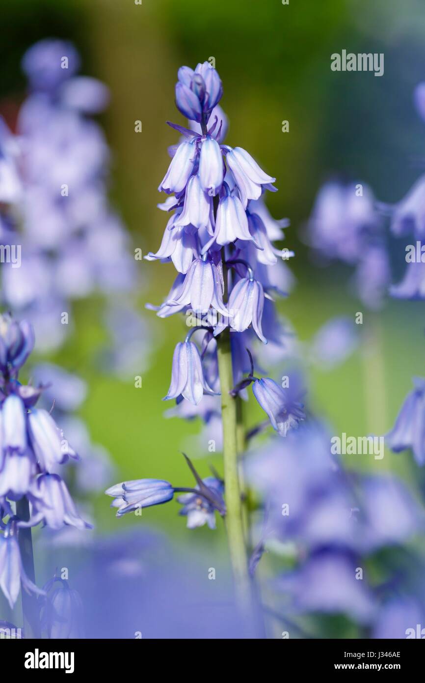 Closeup of bluebell flowers blue bell garden Stock Photo