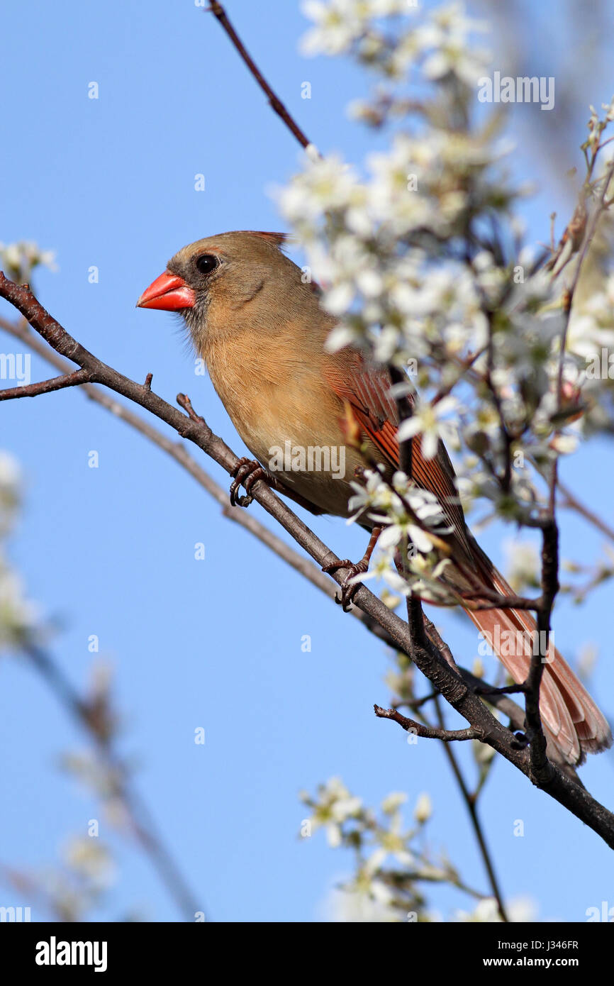 Northern cardinal in serviceberry Stock Photo