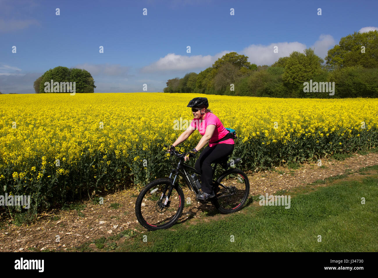 Mountain biking on Bridleway by Rapeseed field Oakley Hampshire England Stock Photo