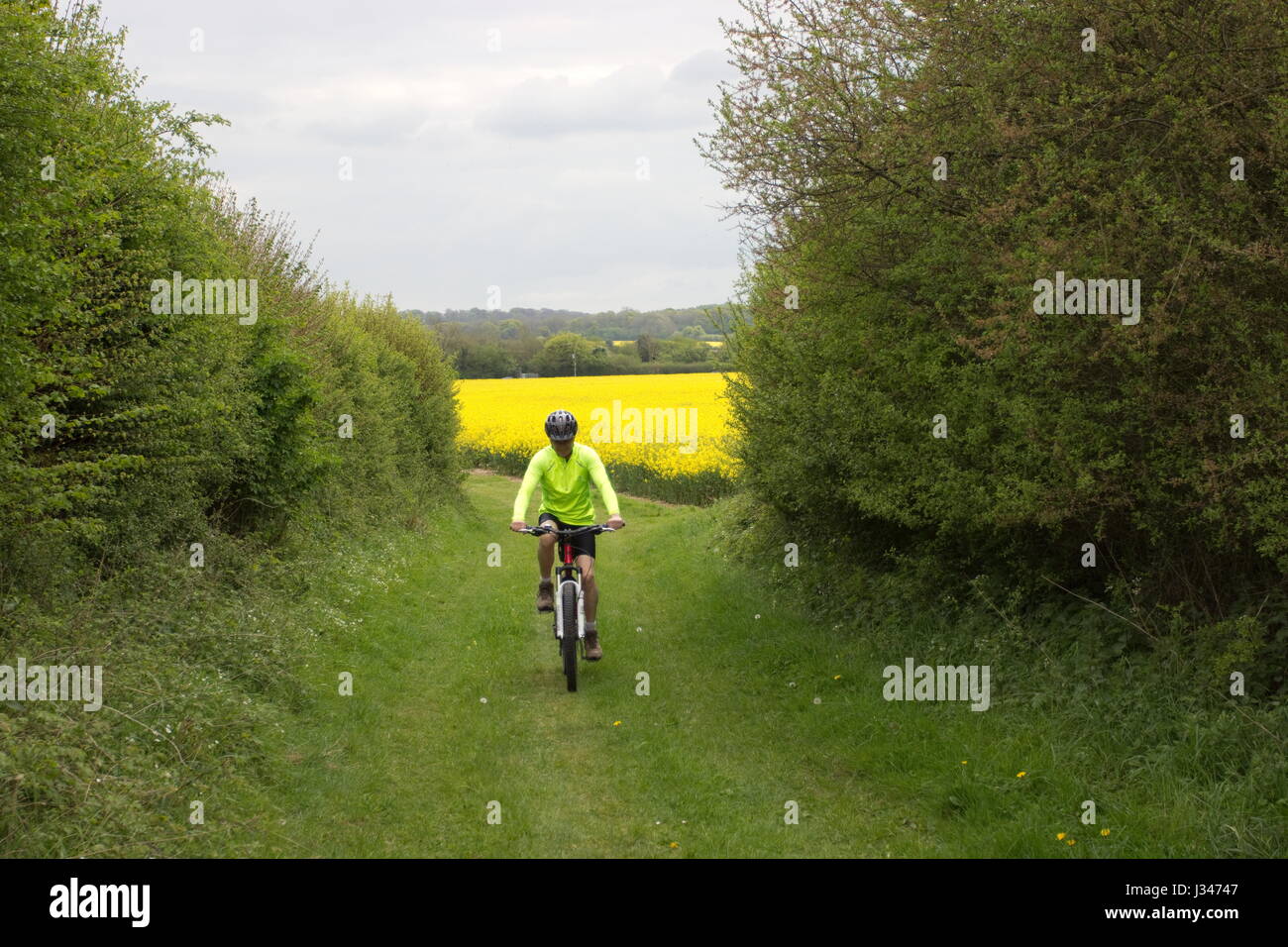 Mountain biking on Bridleway by Rapeseed field off Wooton St Lawrence Hampshire England Stock Photo