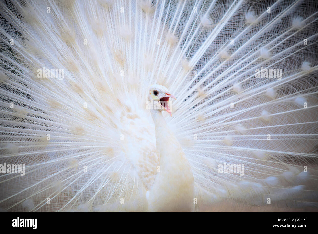 white male indian peacock with beautiful fan tail plumage feather showing for breeding to female and loudness single open mouth Stock Photo