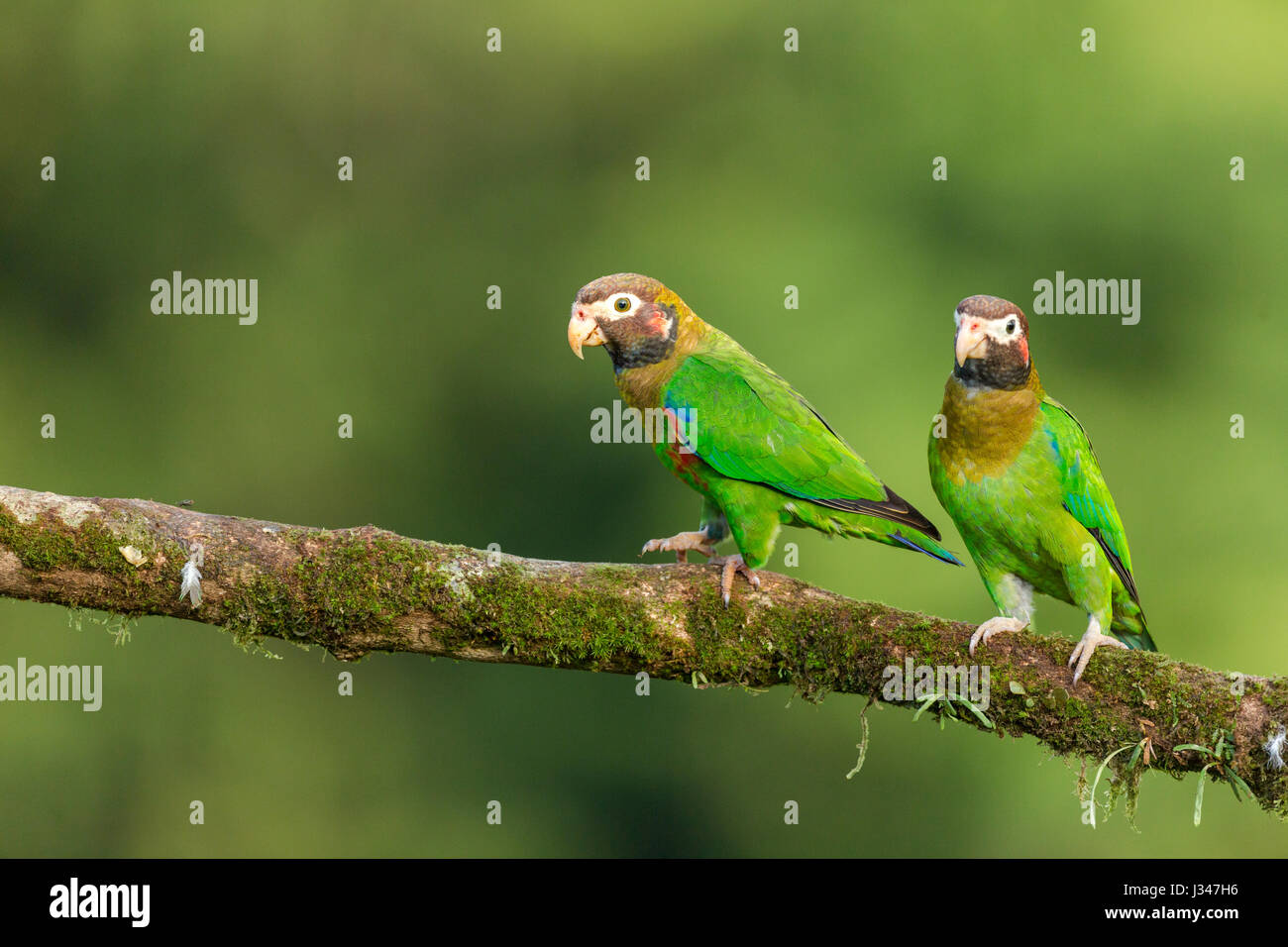 Pair of Brown-hooded Parrot (Pyrilia haematotis) on branch near Boca Tapada, Alajuela, Costa Rica, February, 2014. Stock Photo